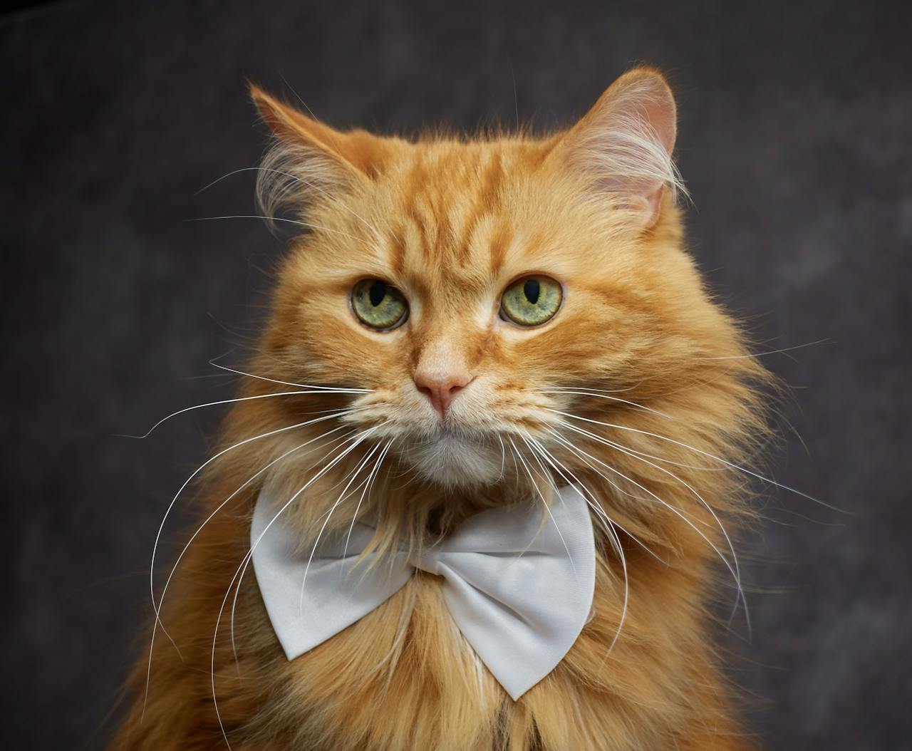 Adorable ginger cat with a white bow tie posing in a studio setting. Perfect for pet lovers.